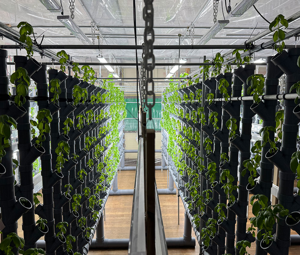 教室内にビニールハウスを設置し、周年栽培可能