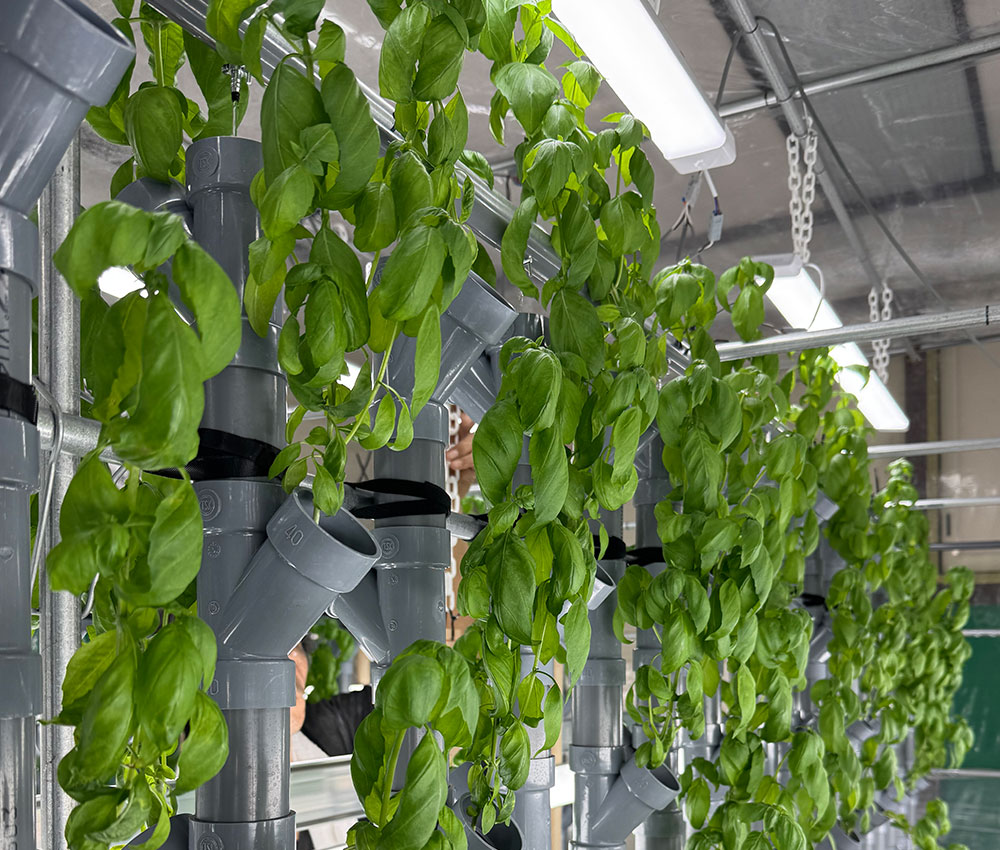 太陽光とLEDライトで日照と保温を確保